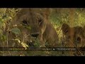 Lion cubs make rapid progress