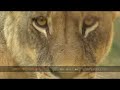 lion cubs make rapid progress