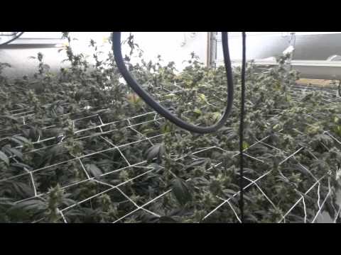 how to tell when og kush is ready to harvest