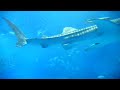 This is the main tank, aka the 'Kuroshio Sea' , of Okinawa Churaumi Aquarium, Japan. It's the world's second largest acrylic glass panel. Whale sharks and manta rays are kept amongst many other fish species in it.