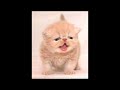 Bad Day (Chipmunk Version) w/ sad kitty pics