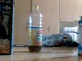 van water naar halve ice tea naar hele ice tea.