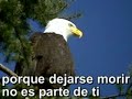 Vuela-Aguila