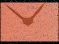 Vuela-Aguila