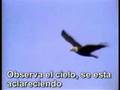Vuela Aguila
