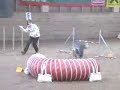 Agility: Salsa & Jula & Vanilla / 3rd Feb. 2008