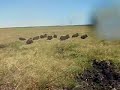 pigging on the plains
