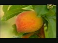Yemen Ya-Janiat Al-3anageed - Ahmed Al-Synaidar Music Video