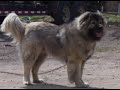 Russian.Caucasian Ovtcharka 