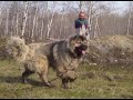 Russian.Caucasian Ovtcharka 