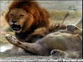 Big Male Lion kicks arse of 2 Nomads Big Male Lion kicks arse of 2 Nomads