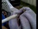 Baby Blue Jay Baby Blue Jay