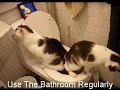 Healthy Living Tips From Your Pet. Get Your Pet Website!