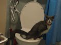 Kuzia the toilet trained cat