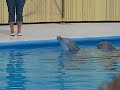 Delfinshow Heidepark