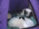 Hot Potato Kittens Hot Potato Kittens