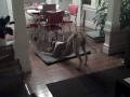 videos de Greyhound Freakout Part 2