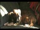 Bella the Cutest  Boxer   Puppy