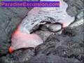 Hot Magma at the Molten erupting Mauna Loa Volcano in Hawaii