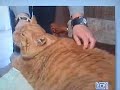 Gatto ciccione. Orazio