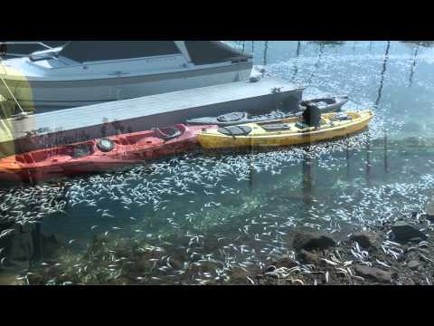 Videos: Estos son los millones de peces aparecidos muertos en EE.UU.