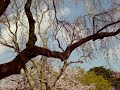 Cherry Blossoms falling