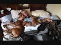 Pitbulls- When will the world see the REAL pitbull .wmv
