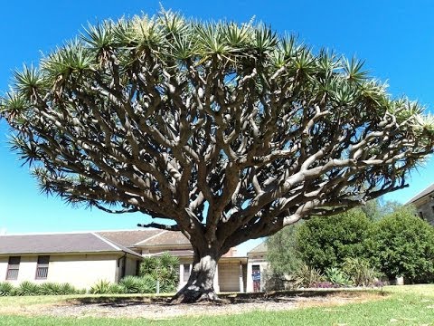 how to replant a dragon tree