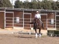 Paul- Talented Dressage Horse For Sale