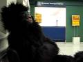 videos de I get no respect in this town...but I have an ape of a good time