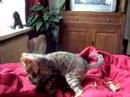 Bengal kittens playing Bengal kittens playing