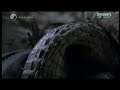 anaconda vs crocodile  caiman  anaconda is the winner 