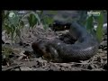 anaconda vs crocodile  caiman  anaconda is the winner 