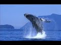 sinfonia de ballenas