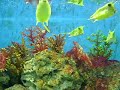 engel ocean park adventure engel ocean park adventure