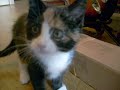 More Kitty More Kitty