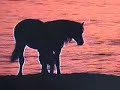 Horses Horses