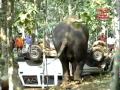 elephant attack jeep.mp4
