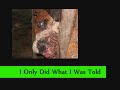 fix-you-shelter-dogs-opt-to-adopt.html