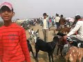 bakra mandi in batla house baqraid. bakra mandi in batla house baqraid.