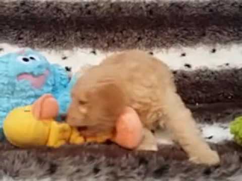 So sweet Mini Goldendoodle Puppy!