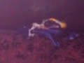 muda dendrobates