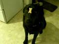 videos de Dogbook Movie: rocky
