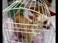 Chihuahua Mom vs Chihuahua Son Chihuahua Mom vs Chihuahua Son