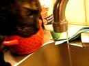 cat, drinking