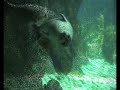 Ecco la fochina più simpatica della vasca!!!