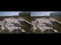 Packing cotton Load 4