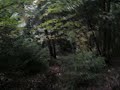 Trial moto rampa bosco cosio sondrio Trial moto rampa bosco cosio sondrio
