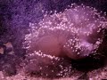 Anemone