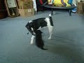Jax and Draiman